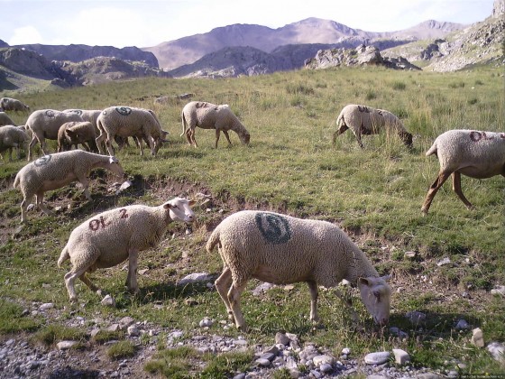 2006-07-15_21 - Router des Grandes Alpes